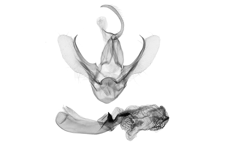 Stenhypena unicolor Male